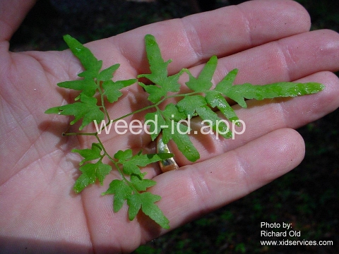 climbing-fern